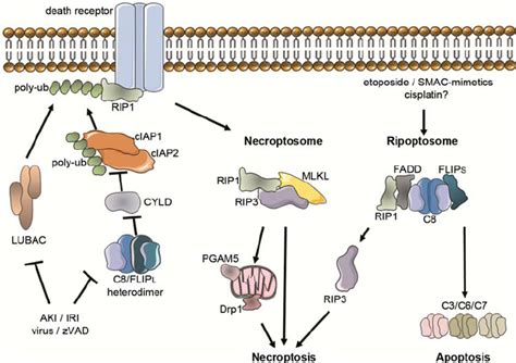 Model Of The Signalling Pathways Of RIP3 Dependent Necroptosis In