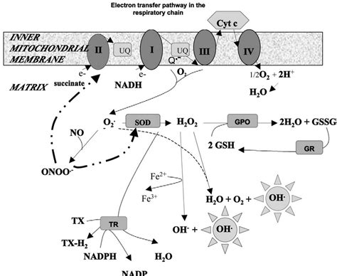 Schematic Representation Of The Formation And The Fate Of Superoxide Download Scientific