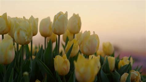 Tulip Background Stock Footage: Royalty-Free Video Clips - Storyblocks