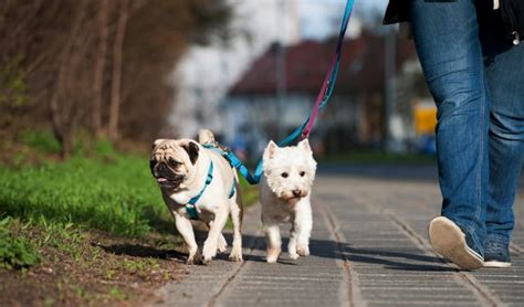 how to become a dog walker with no experience