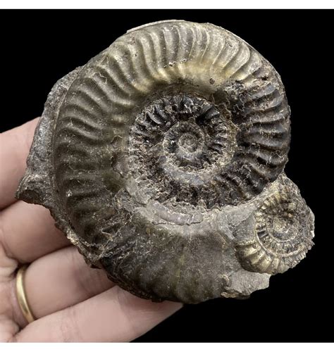 Fossils For Sale Fossils Uk British Lower Jurassic Upper Lias