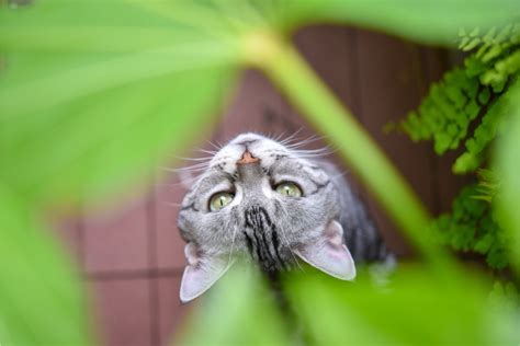 Most Common Poisonous Plants To Cats Cooper Pet Care