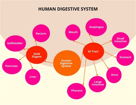 Digestive System Concept Map United States Map 9384 The Best Porn Website