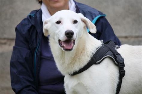 Nino Socievole E Stupendo Simil Labrador 6 Mesi In Adozione Cane A Roma