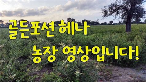 henna farm - YouTube