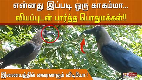 காகா கா என்னது இப்படி ஒரு காகம்மா வியப்புடன் பார்த்து செல்லும்