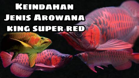 King Arowana Super Red Youtube