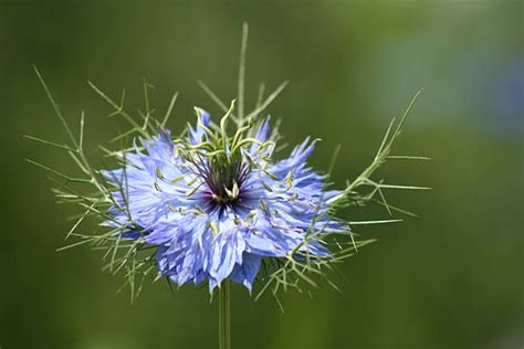 3,300+ Nigella Sativa Plant Flower Stock Photos, Pictures & Royalty ...