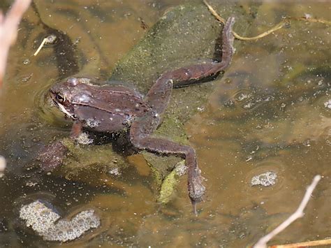 Reportage Sur Les Amours De Mes Grenouilles Des Bois Rana Sylvatica