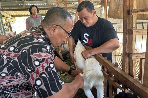 Vaksinasi PMK Di Kudus Mulai Menyasar Hewan Ternak Kambing ANTARA News