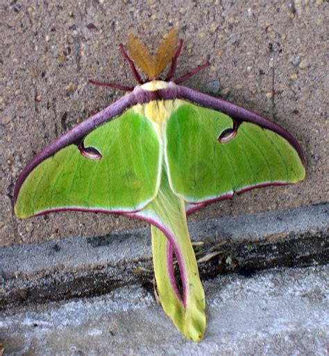 Luna Moth Pics Learning