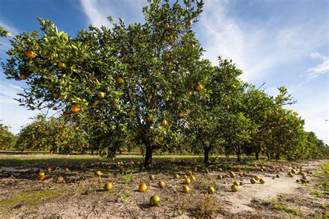 Protect Citrus Trees From Heat Stress Citrus Industry Magazine