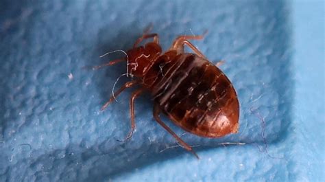 The Importance Of Bed Bug Monitors In Home Environments