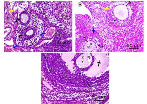 Photomicrographs Of H E 400 Stained Ovarian Sections Of