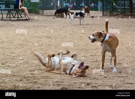 New York Ny Dogs Playing At Georges Dog Run In Washington Square Park