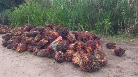 Harga TBS Kelapa Sawit Di Abdya Naik Segini Harga Sekarang