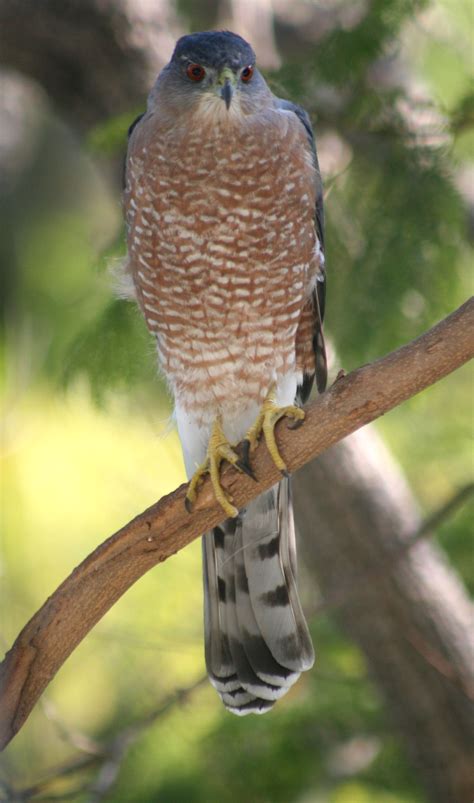 Birds of Westwood: Cooper's Hawk