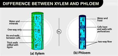 Difference Between Xylem And Phloem