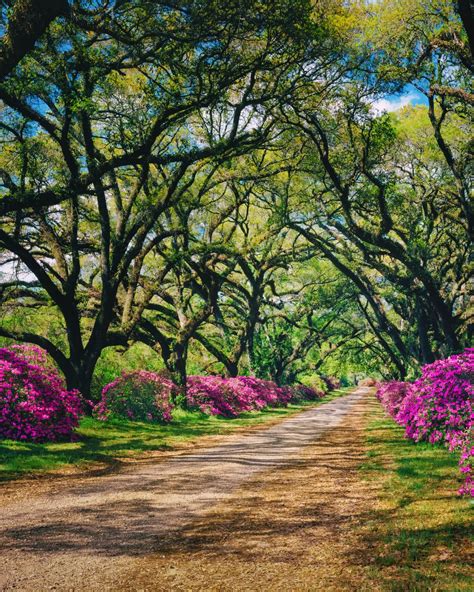 14 Eye-Catching Tree Lined Driveway Ideas For Front Yard Landscaping