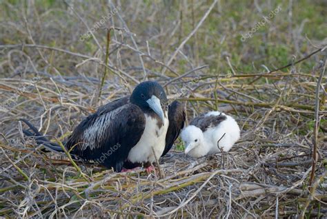 Magn Fica Ave Fragata Fregata Magnificens Hembra Y Polluelo En Nido