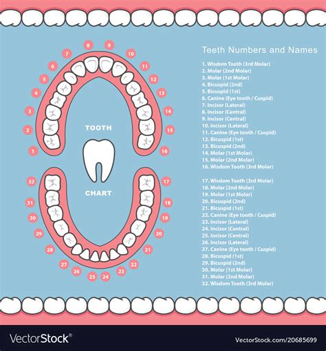 Tooth Chart With Names Dental Infographics Vector Image