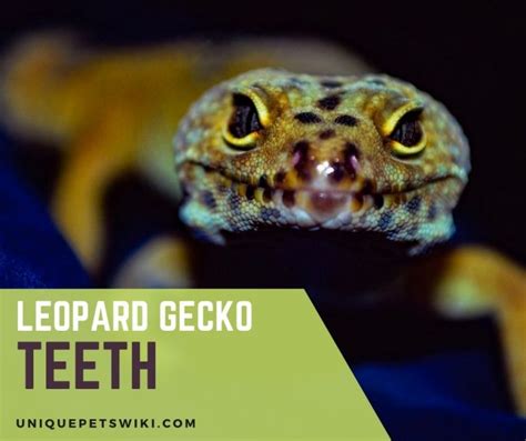 Leopard Gecko Teeth: Do Their Bites Hurt?