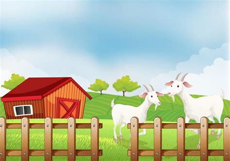 Two White Goats At The Farm 526094 Vector Art At Vecteezy