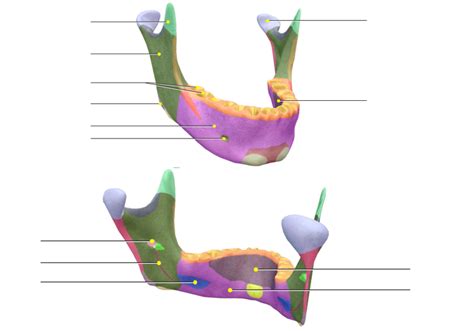 Mandible Diagram Quizlet