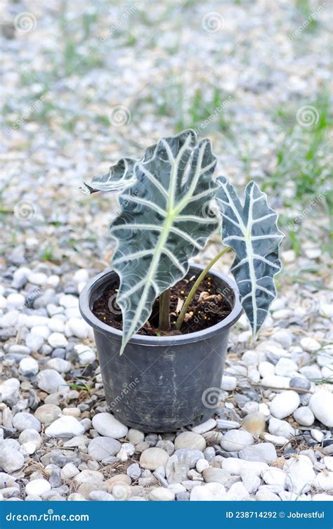 Alocasia Alocasia Una Planta De Toros Sanderiana Foto De Archivo Imagen De Travieso Granja