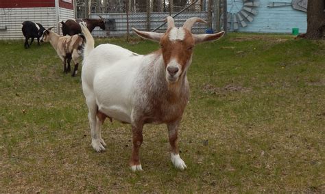 Myotonic goats at Back 40 Game Farm - BACK 40 GAME FARM & ACRES OF FUN ...