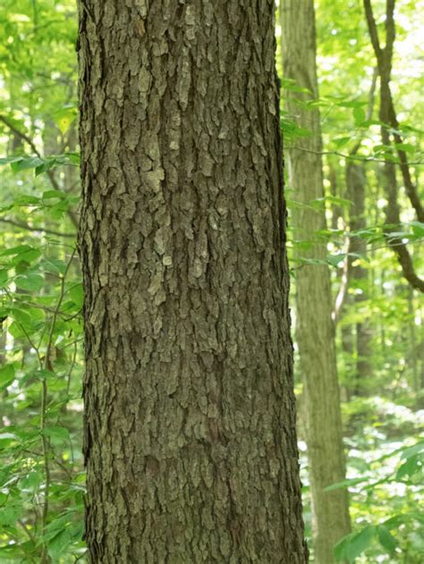 Black Cherry Woody Plants Of Ohio