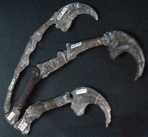 Prehistoric, Dinosaur fossils, Dinosaur claw