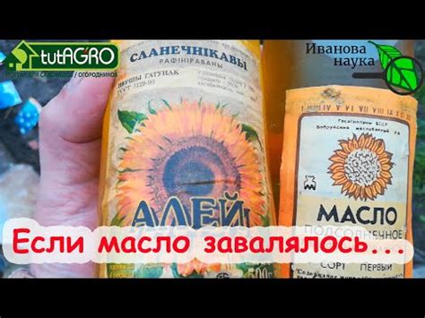 ГОРАЗДО ЛУЧШЕ ХИМИИ! КАК ИСПОЛЬЗОВАТЬ МАСЛО В САДУ и ОГОРОДЕ от ...