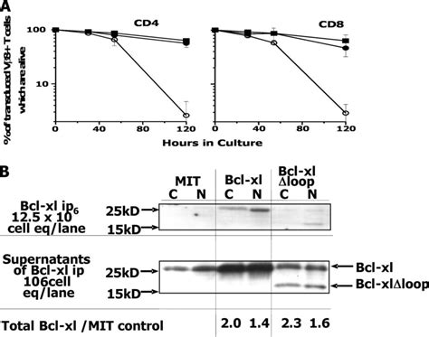 The Loop Region Of Bcl Xl Is Not Required For Its Antiapoptotic