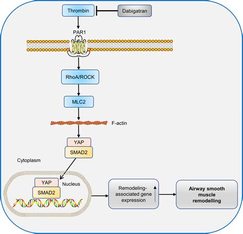 Proposed therapeutic mechanism of dabigatran in alleviating asthmatic ...