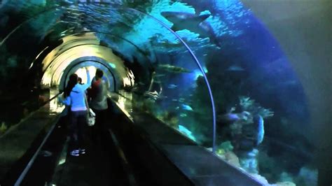 Shark Encounter Seaworld San Diego Youtube