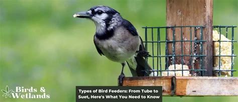 Types of Bird Feeders: Here's What You Need to Know - Birds & Wetlands