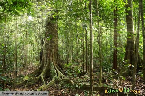 What Is A Tropical Rainforest Definition Location Pictures And Facts