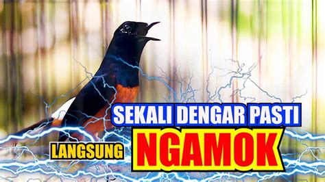 Murai Batu Gacor Full Materi Pancingan Efektif Bikin Murai Batu Yang