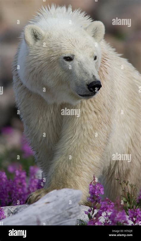 Polar Bear Ursus Maritimus Juvenile Among Fireweed Hudson Bay