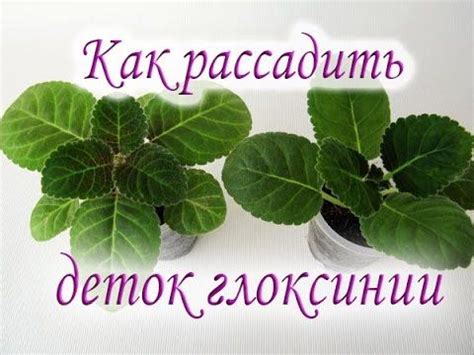 Как рассадить деток глоксинии. Руководство для начинающих. Размножение ...