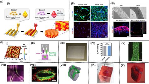 Figure 1 From Recent Advances In Soluble Decellularized Extracellular