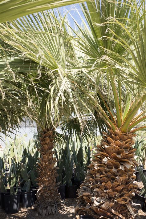 Mexican Fan Palm — GDNC Nursery