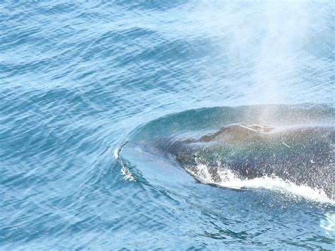 P1030623 Salt A Female Humpback Whale Surfacing Off Stel Flickr