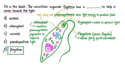 Question Video Recalling The Structure That Enables Motility In