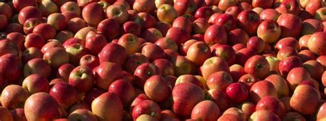 See our apple and pear varieties | Enzafruit