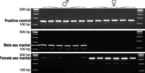 Electrophoresis Pattern Of Sex Markers And Positive Control Actin Download Scientific Diagram