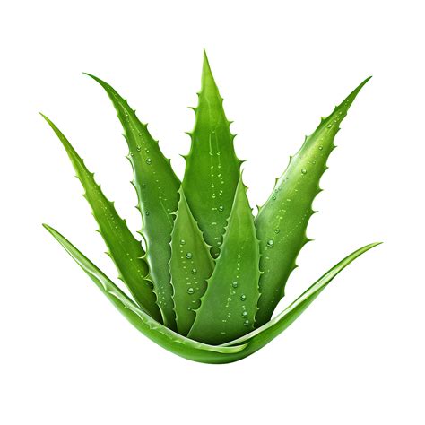 Ai Generated Aloe Vera Png Isolated On Transparent Background Png