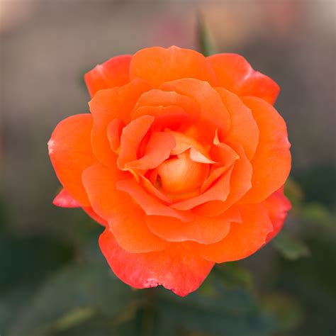 Super Trouper Fryleyeca Floribunda — Parkside Nursery Rose Growers