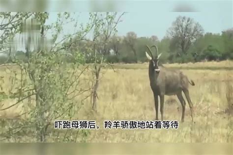 狮子设计捕猎羚羊，羚羊以为逃脱了狮子的魔抓，却没想到狮子将计就计